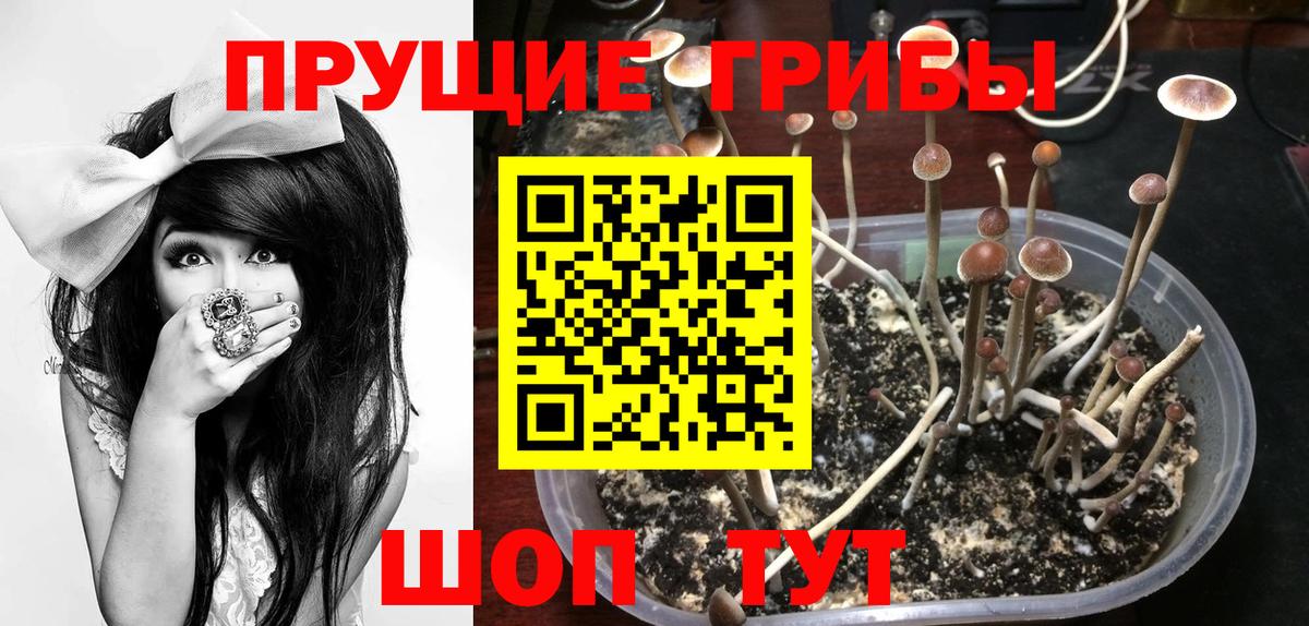 Псилоцибиновые грибы GOLDEN TEACHER  Вход с VPN  Псилоцибиновые грибы мицелий  Батайск 